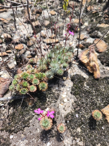 Image of Stylidium lineare by (c) Shelomi Doyle, some rights reserved (CC BY)