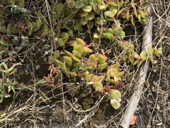 Crassula pellucida marginalis
