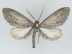 Glaucina macdunnoughi