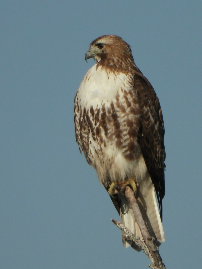 Red-tailed Hawk from Texas City, TX, USA on January 6, 2024 at 04:34 PM ...