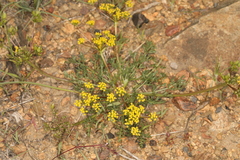 Lomatium austiniae