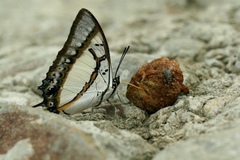 Polyura eudamippus formosana