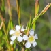 Baeckea linifolia - Photo (c) Shelomi Doyle, μερικά δικαιώματα διατηρούνται (CC BY-NC), uploaded by Shelomi Doyle