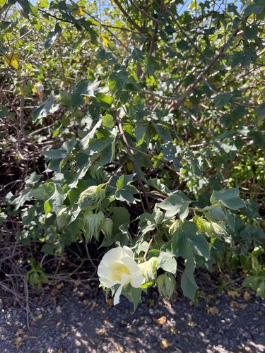 Gossypium hirsutum observed 2024-01-06