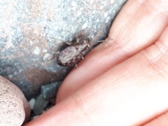 Opisthius richardsoni