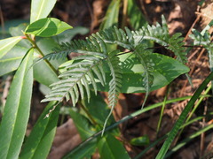 Pteris dispar