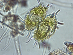 Xanthidium antilopaeum