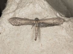 Glaucina macdunnoughi