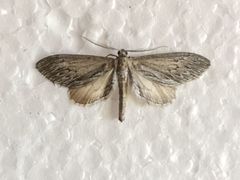 Glaucina macdunnoughi