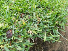 Eragrostis atrovirens