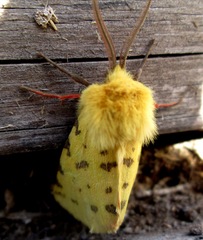 Diacrisia purpurata