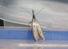 Pleurota albastrigulella