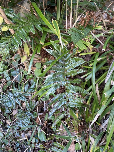 Polystichum fibrillosopaleaceum iNat (3)