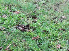 Eragrostis atrovirens