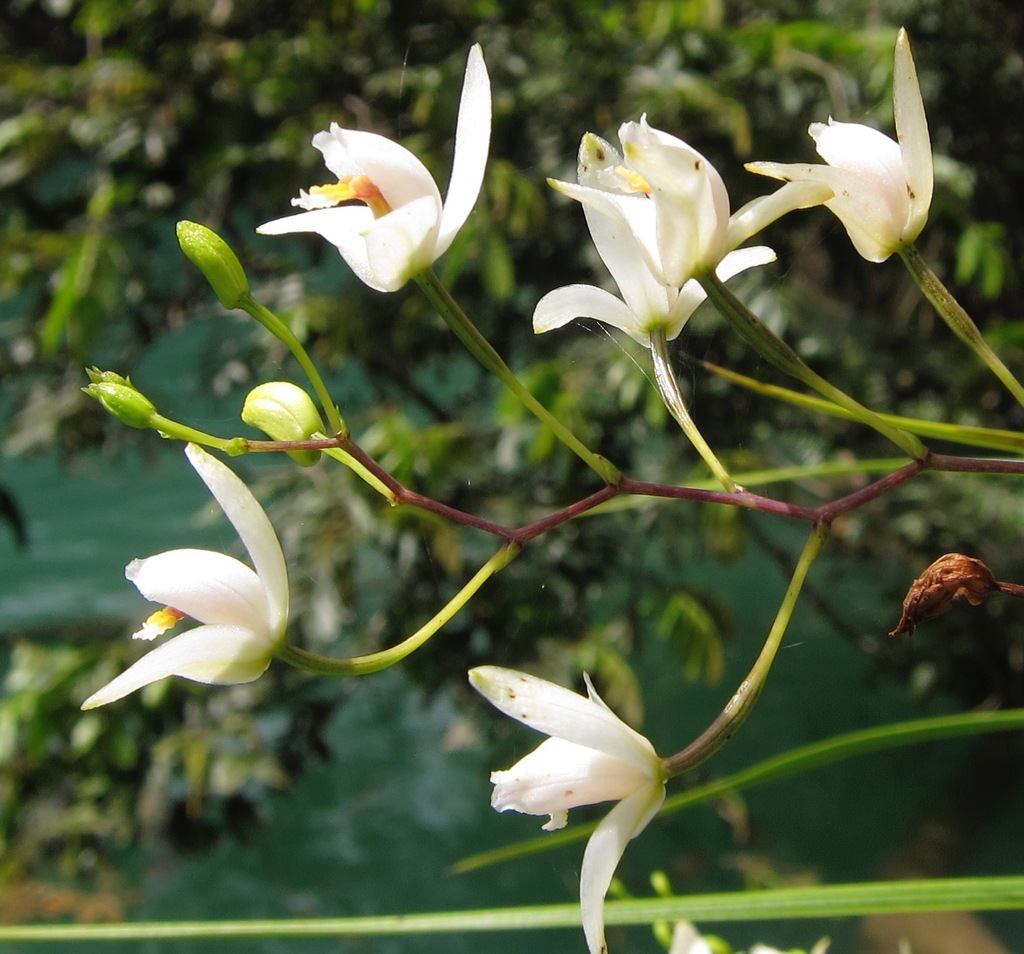 Bletia tenuifolia