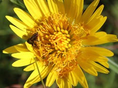 Berkheya speciosa