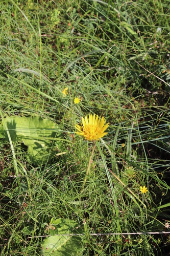Image of Berkheya speciosa by (c) Tony Rebelo, some rights reserved (CC BY-SA)