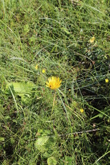Berkheya speciosa