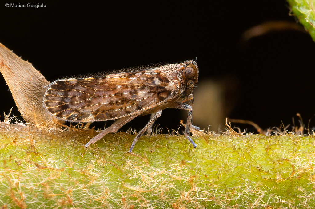 Notocixius chepuanus