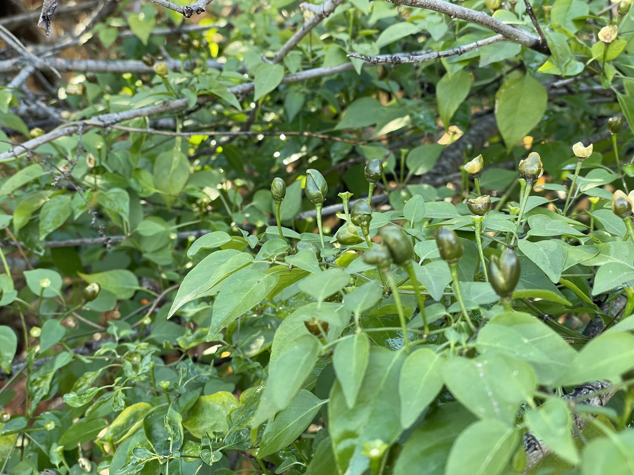 Pimenta