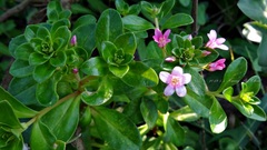 Lysimachia mauritiana