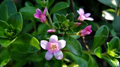 Lysimachia mauritiana