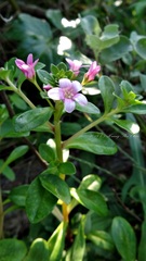Lysimachia mauritiana