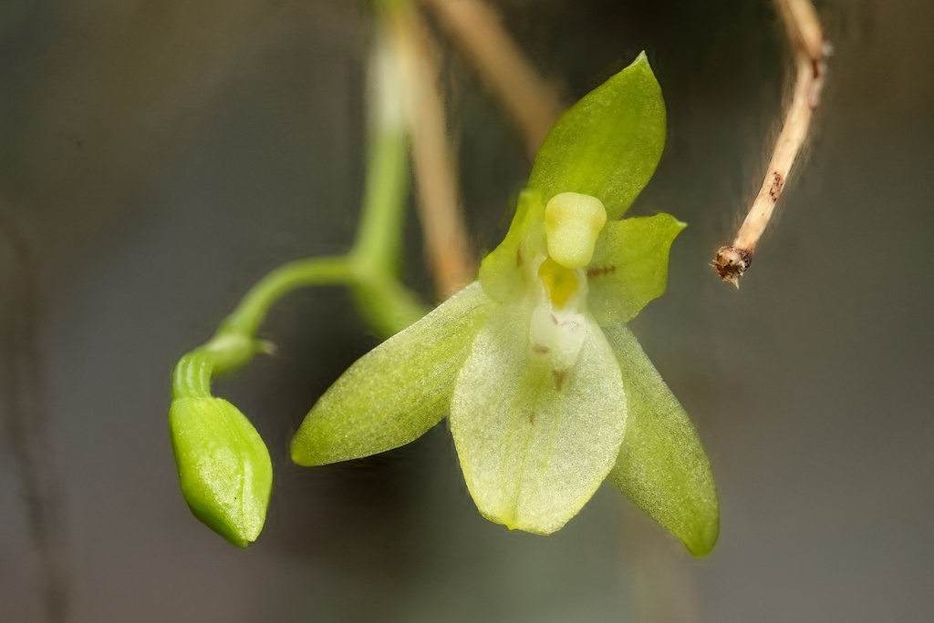 Leochilus scriptus