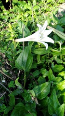 Lilium longiflorum scabrum