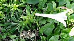 Lilium longiflorum scabrum