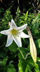 Lilium longiflorum scabrum