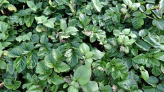 Angelica hirsutiflora