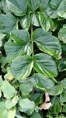 Angelica hirsutiflora