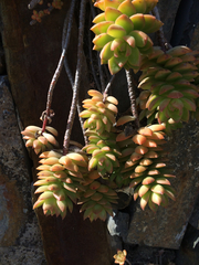 Sedum adolphi