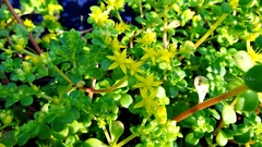 Sedum formosanum