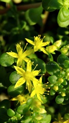 Sedum formosanum