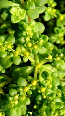Sedum formosanum