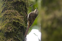Hume's Treecreeper photo 4