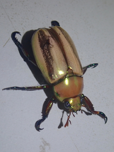 Pelidnota testaceovirens