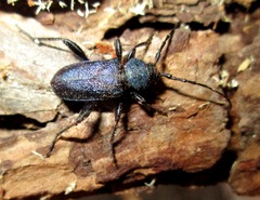 Callidium violaceum
