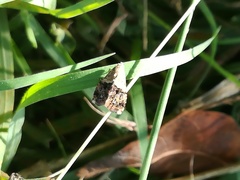 Anthophila fabriciana