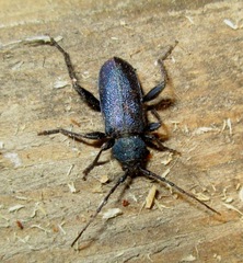 Callidium violaceum