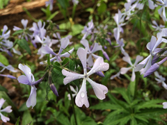 Phlox divaricata divaricata
