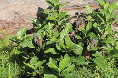 Mitriostigma axillare