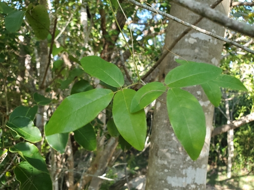 Image of White Ironwood (Hypelate trifoliata) by (c) Bob Miller, some rights reserved (CC BY)