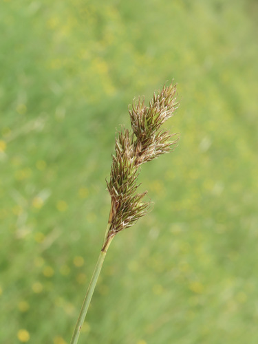 Carex leporina iNat (3)