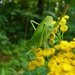 Upland Green Bush-Cricket - Photo (c) Serge M. Appolonov, some rights reserved (CC BY-NC), uploaded by Serge M. Appolonov