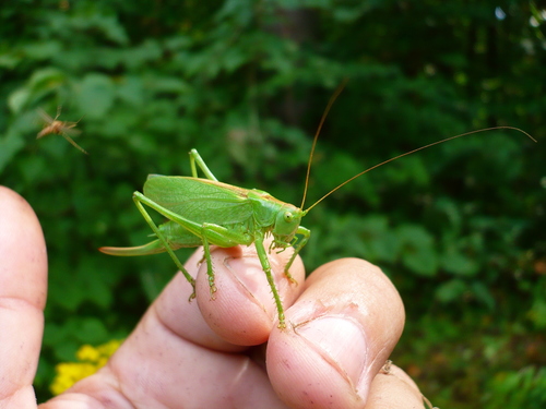 Žiogas giesmininkas nuotrauka