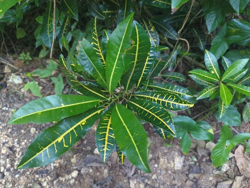 Foto de Cróton
