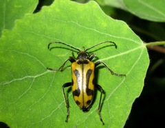 Brachyta interrogationis